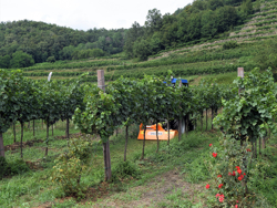 flail mower with adjustable sideshift multipurpose mulcher 100cm with hammers lince sp100